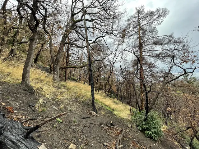 Erfreulich: Die Natur beginnt sich zu regenerieren, Gräser und Kräuter sprießen wieder | Foto: Tobias Adam/gratis
