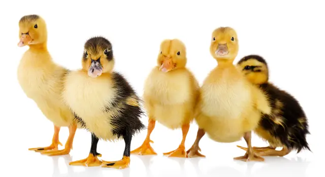 Entenbabys | Foto: Africa Studio/stock.adobe.com