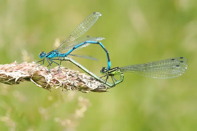 Paarungsrad der Azurjungfer  | Foto:  Erwin Hangmann/gratis