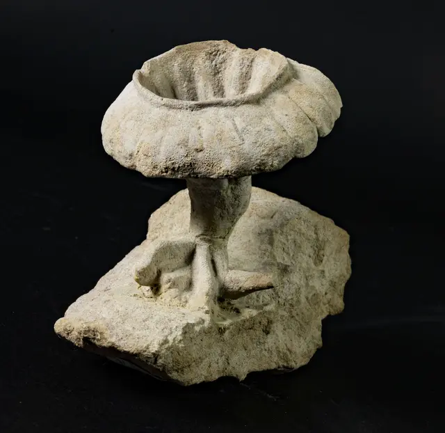 Coelop | Foto: Mineralientage