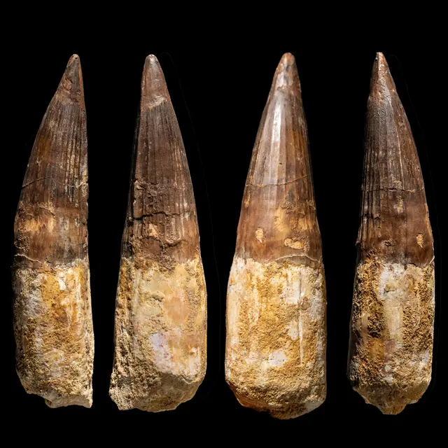 Spinozähne | Foto: Mineralientage