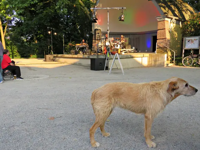 Frida genoss das Konzert | Foto: Brigitte Melder