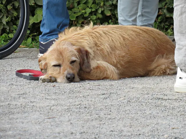 Frida schläft | Foto: Brigitte Melder