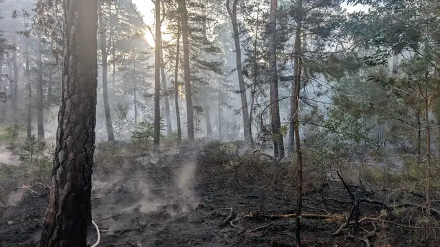 Foto: Feuerwehr Haßloch
