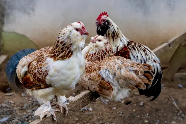 Foto: Johann-Peter Melder