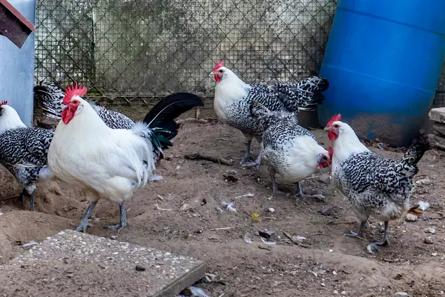 Foto: Johann-Peter Melder