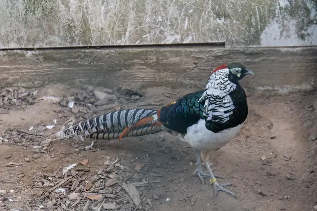 Foto: Johann-Peter Melder