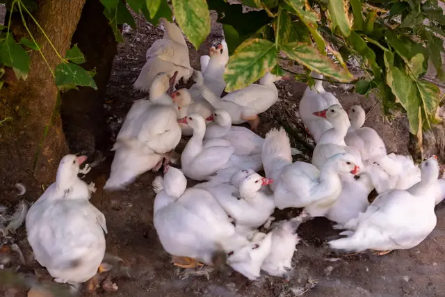 Foto: Johann-Peter Melder