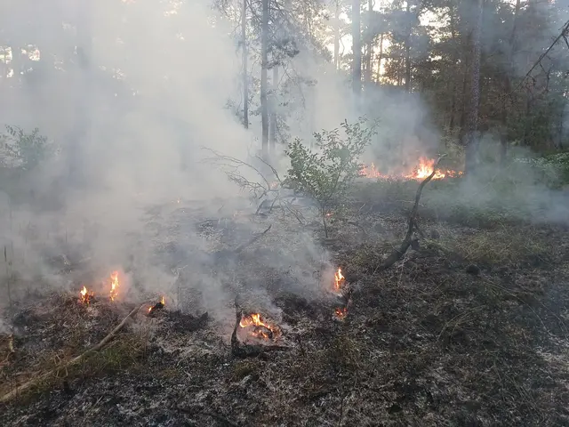 Brand im Waldstück bei Haßloch: Aufgrund der starken Rauchentwicklung wurde die Bevölkerung mittels NINA und KATWARN informiert. | Foto: Feuerwehr Haßloch
