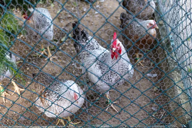 Foto: Johann-Peter Melder