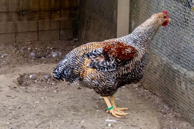 Foto: Johann-Peter Melder