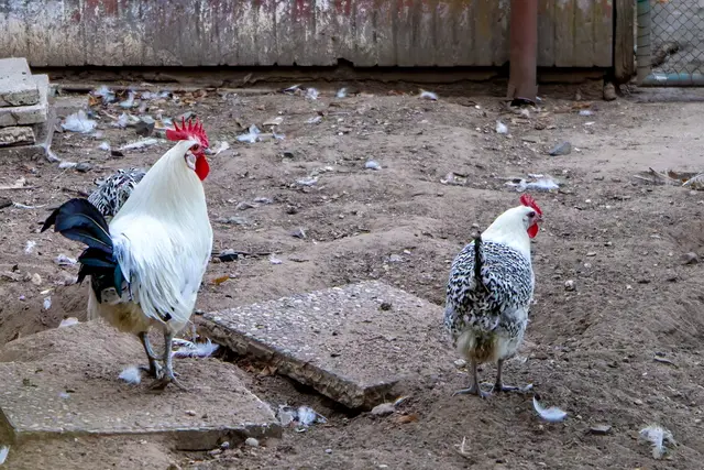 Foto: Johann-Peter Melder