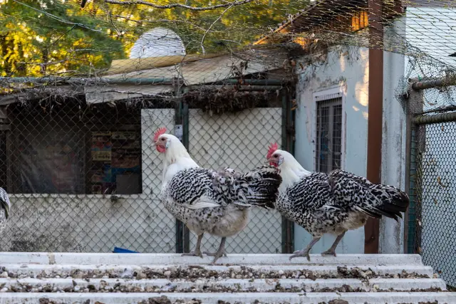 Foto: Johann-Peter Melder