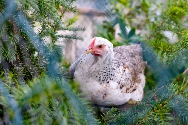 Foto: Johann-Peter Melder