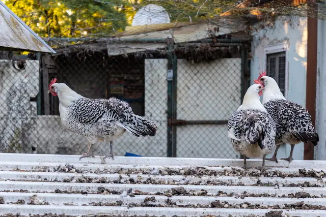 Foto: Johann-Peter Melder