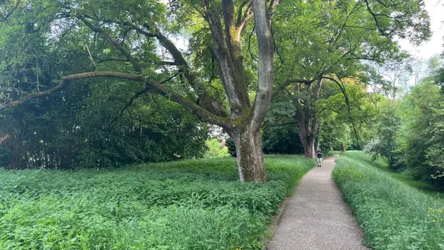 Bergahorn bei den Kleingärten | Foto: Marc K (BIG)