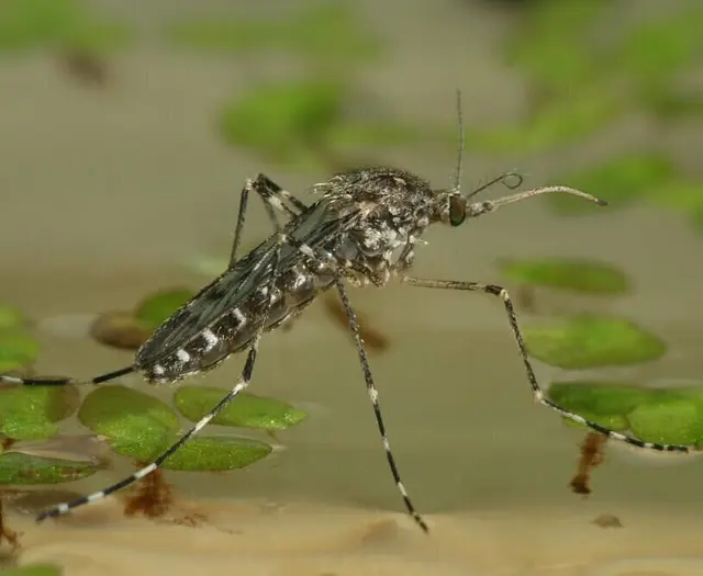 Große Hausmücke sitzt auf dem Wasser | Foto: Björn Pluskota, KABS e.V.