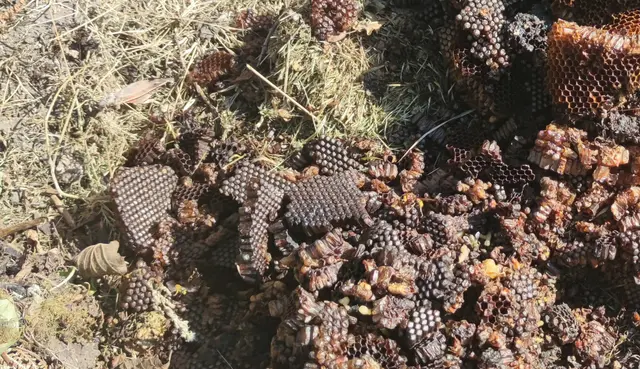 Wabenreste zwischen Grasschnitt mit Europäischer Hornisse und Honigbiene | Foto: Kreisverwaltung KL/gratis
