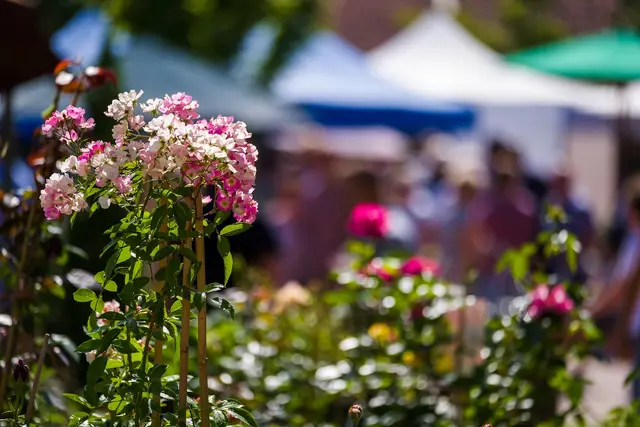 Zwischen Reben und Rosen – Gartenideen inmitten der Südlichen Weinstraße. | Foto: Bernhard Wingerter 