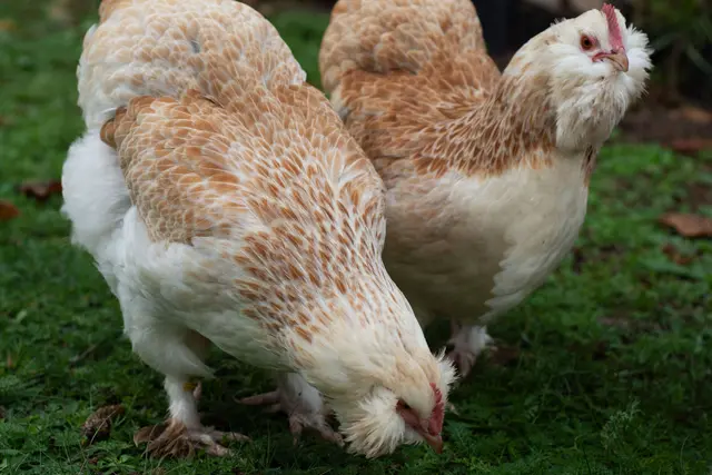 Ein zentrales Thema ist die Haltung von Geflügeltieren | Foto: Bezirksverband Pfalz