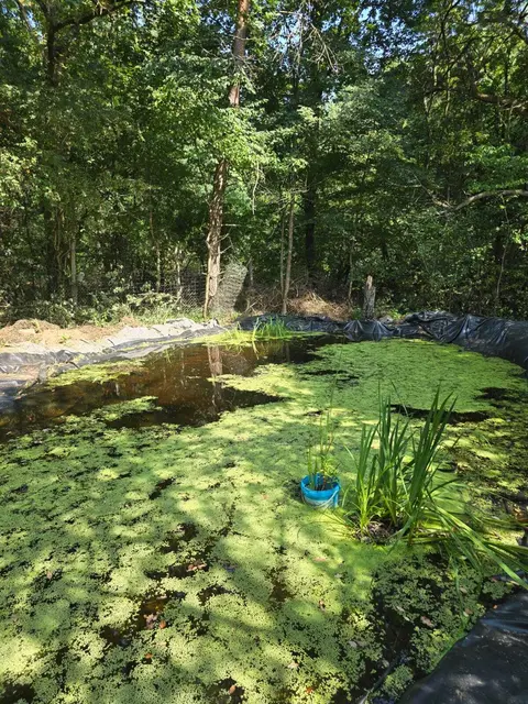 Der Teich ist voll | Foto: Berthold Müller