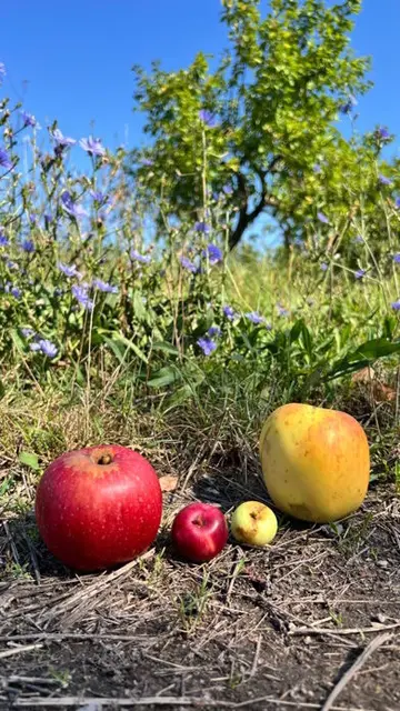 Kleinster und größter roter und gelber Apfel | Foto: Sonja Paschedag