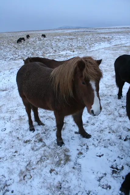 Die klassischen Island-Pferde | Foto: © www.jowapress.de