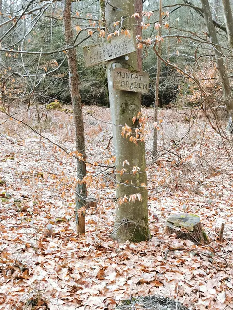 Der Mundatgraben im herbstlichen Bienwald | Foto: Heike Schwitalla