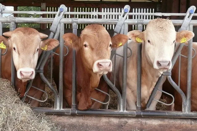 Ein Schwerpunkt liegt auf der Rinderhaltung | Foto: Bezirksverband Pfalz