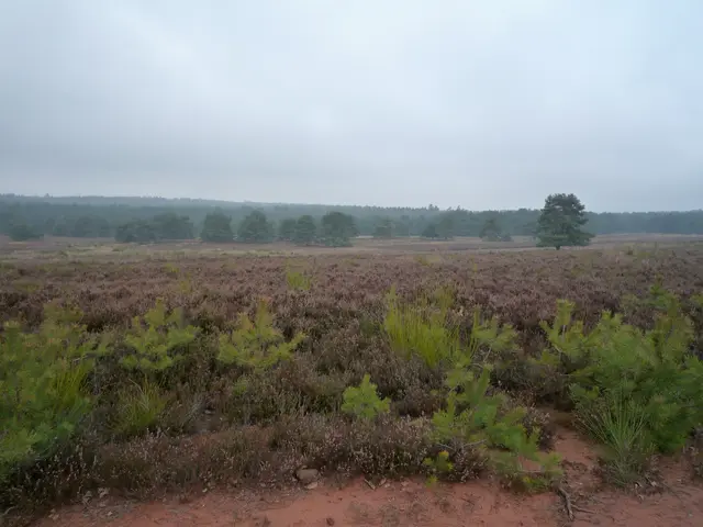 Mehlinger Heide | Foto: Heinrich Schneider