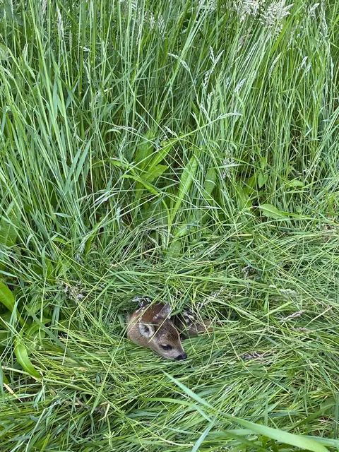 Kleine Kitze werden häufig von ihrer Mutter im hohen Gras vor Fressfeinden versteckt | Foto: Mohn