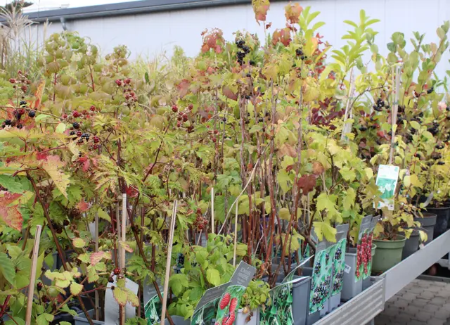 Gärtnerei Kaiserslautern: Beerensträucher gehören ebenfalls zum Angebot | Foto: Monika Klein