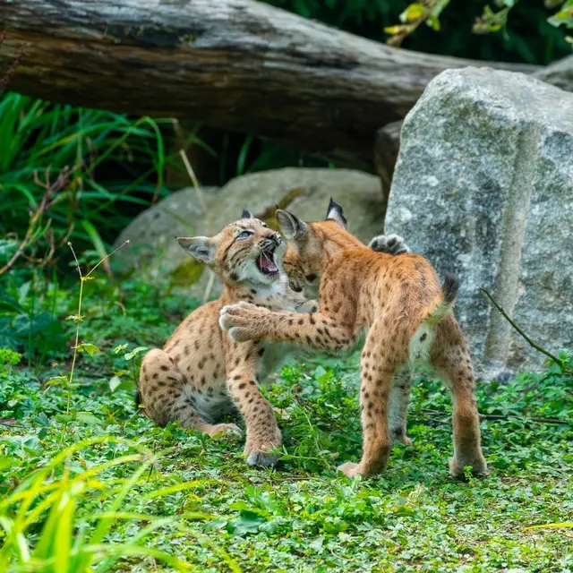 Foto: © Zoo von Amnéville