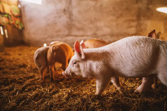 Schweinestall | Foto: Dusan Petkovic/stock.adobe.com
