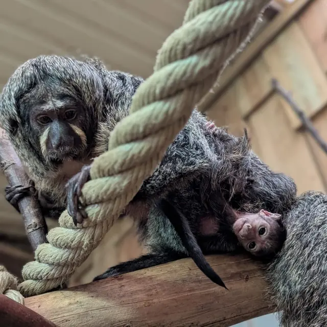 Foto: © Zoo von Amnéville