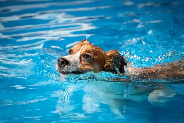 Hundeschwimmen | Foto: Heike Schwitalla