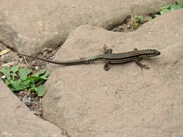 Eidechse beim Sonnenbad | Foto: Brigitte Melder