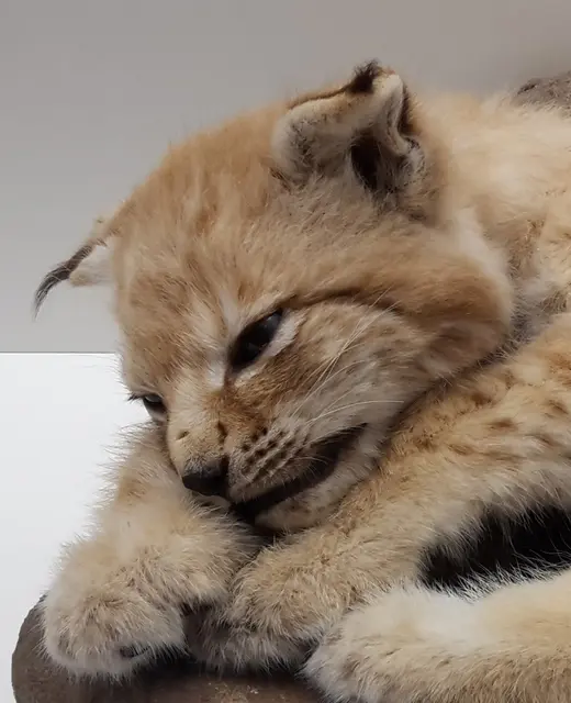 Luchsbaby im Pfalzmuseum – und in diesem Jahr auch wieder im Pfälzerwald.  | Foto: Pfalzmuseum für Naturkunde