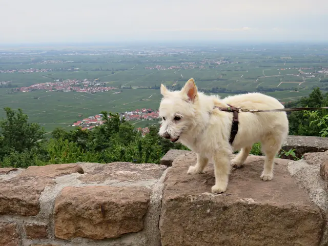 Von der Rietburg aus hat man einen herrlichen Blick | Foto: Brigitte Melder
