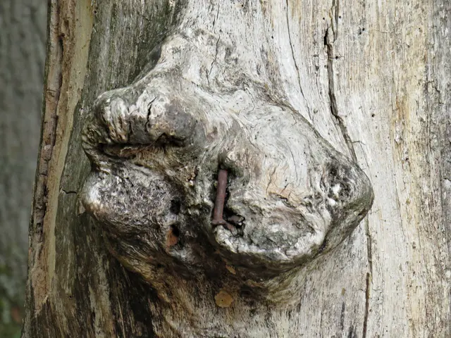 Baumkunst | Foto: Brigitte Melder