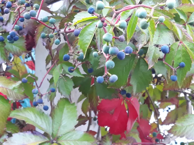 Foto: ELISABETH WEBER