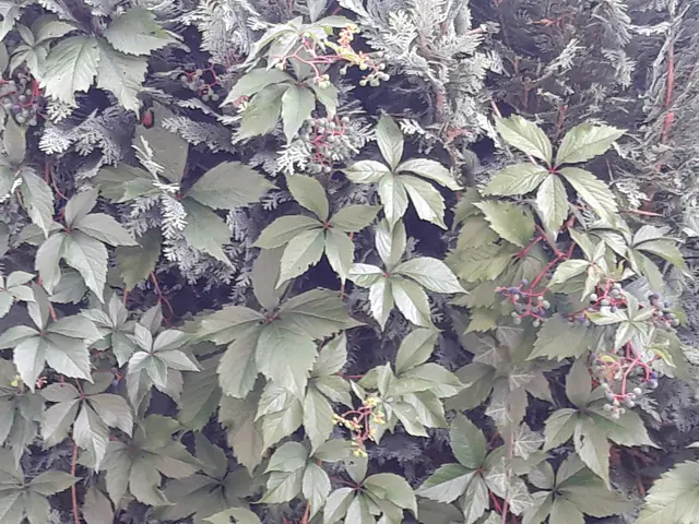 Foto: ELISABETH WEBER