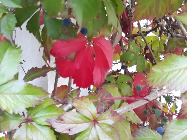 Foto: ELISABETH WEBER