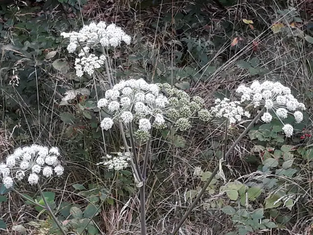 Foto: ELISABETH WEBER