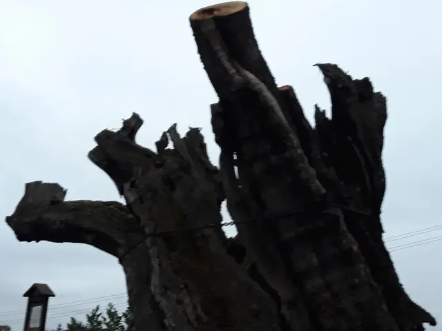 Foto: ELISABETH WEBER