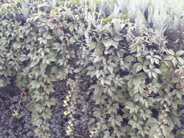 Foto: ELISABETH WEBER