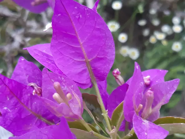 Foto: ELISABETH WEBER