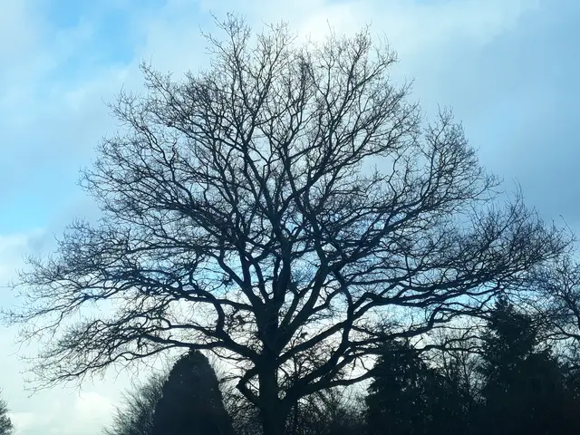 Foto: ELISABETH WEBER