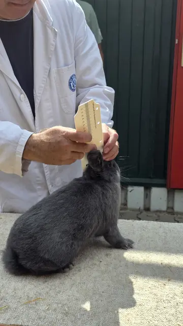 Holicer bekommt die Ohren gemessen | Foto: Bianca Archut-Schiele