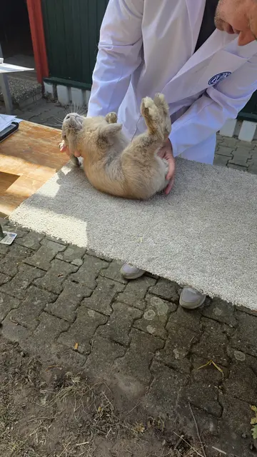 schauen wir mal - Separator | Foto: Bianca Archut-Schiele